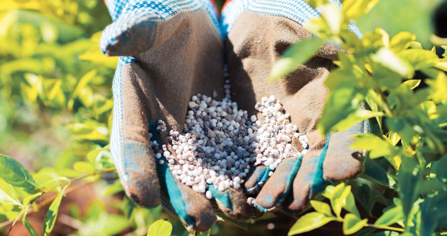Hands wearing grey and baby blue gloves holding fertilizer pellets