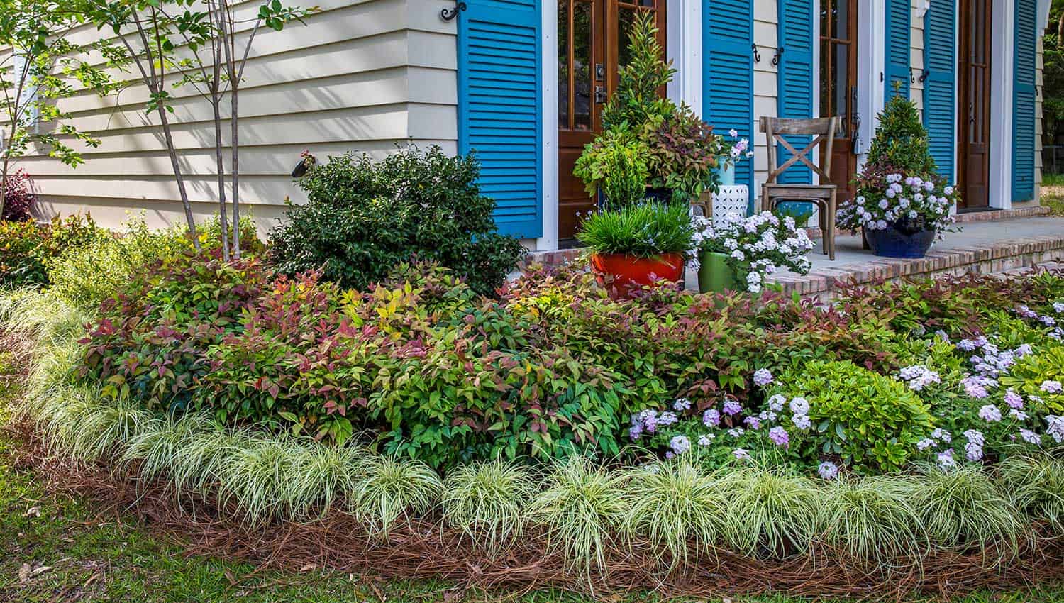 A front porch garden featuring the colorful foliage of Blush Pink Nandina frames a concrete porch with containers and a house with bright blue shutters
