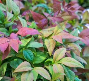 Unique, blush-colored young foliage and deep green mature foliage make Blush Pink perfect as a low hedge, mass planting, or a color accent to evergreen shrubs