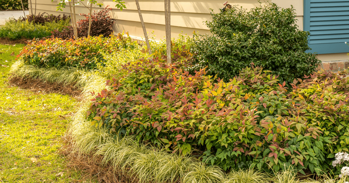 Foundation plant landscape of nandina and carex groundcover grass