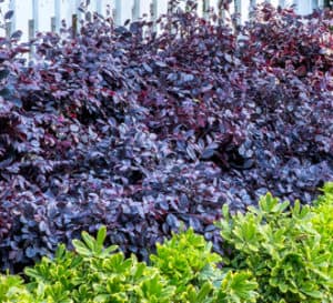 Garden border planted with Mojo Pittosporum & Purple Diamond Loropetalum against a white picket fence
