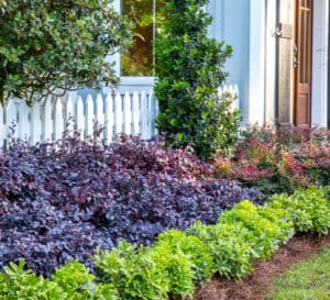 Garden border planted with Mojo Pittosporum & Purple Diamond Loropetalum against a white picket fence
