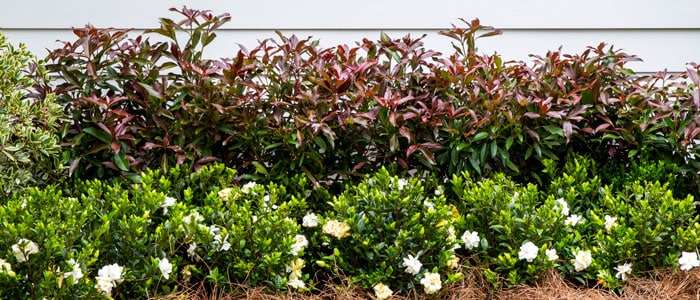 Coppertop Sweet Viburnum from Southern Living