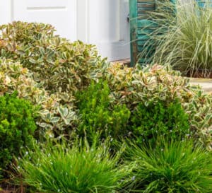Layered side door landscape featuring Juliet Cleyera with Gardenia and ornamental grass mixed in