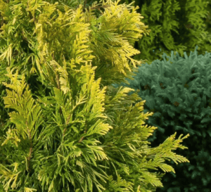 yellow green bush