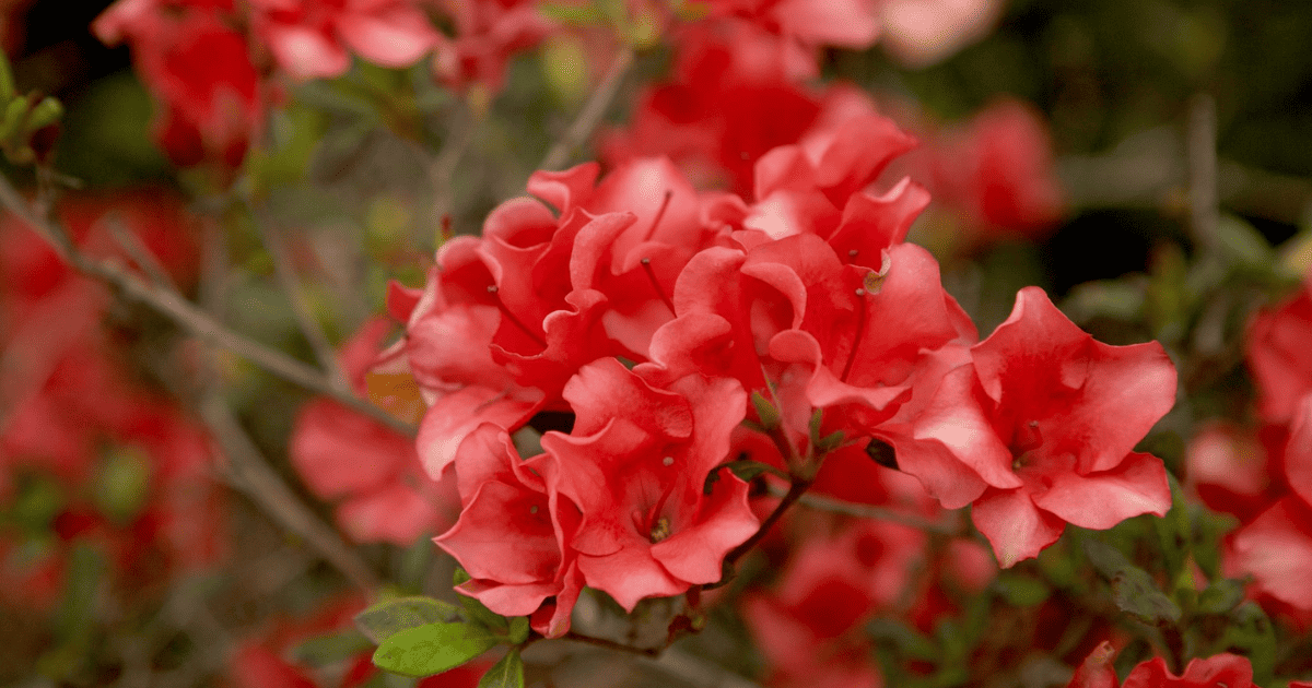 Close up of a red Encore Azalea bloom