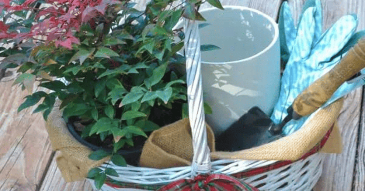 Plant gift basket
