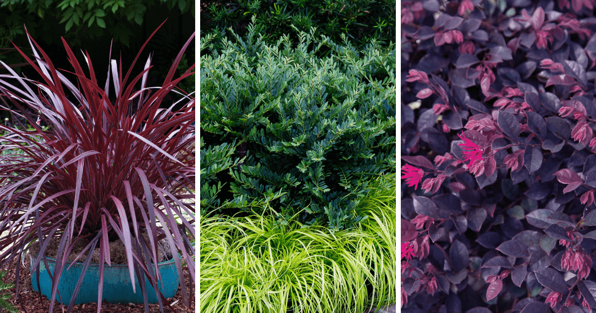 3 plants: Design-A-Line™ Cordyline and Bayou Bliss™ Distylium and Purple Daydream® Dwarf Loropetalum 