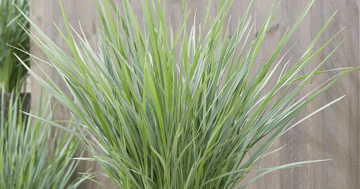 Coolvista™ Dianella