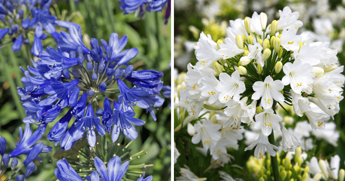 Ever Sapphire and Ever White Agapanthus