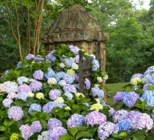Hedge of Southern Living Hydrangeas in full bloom along a fence with an old stone shed in background