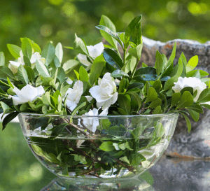 cuttings in water bowl