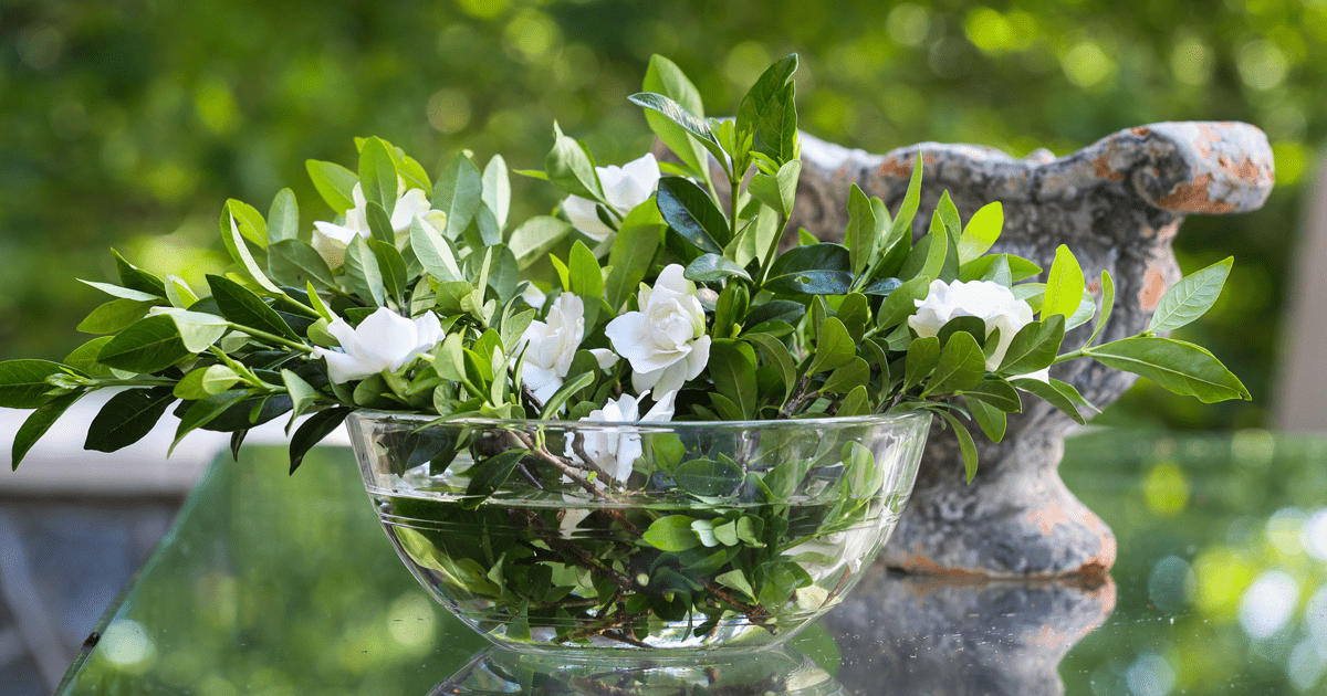cuttings in water bowl