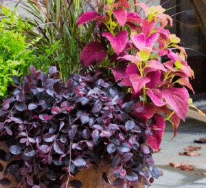 Copper container of mixed Southern Living plants including Purple Pixie Loropetalum, pink annuals and Lemon-Lime Nandina