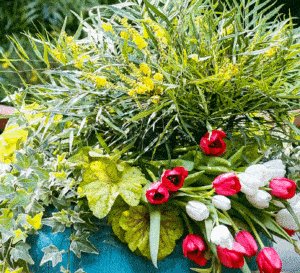 Mahonia and tulips in spring garden container