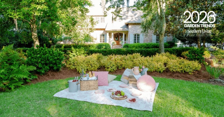 Southern Living abelia plants around a picnic on front yard lawn