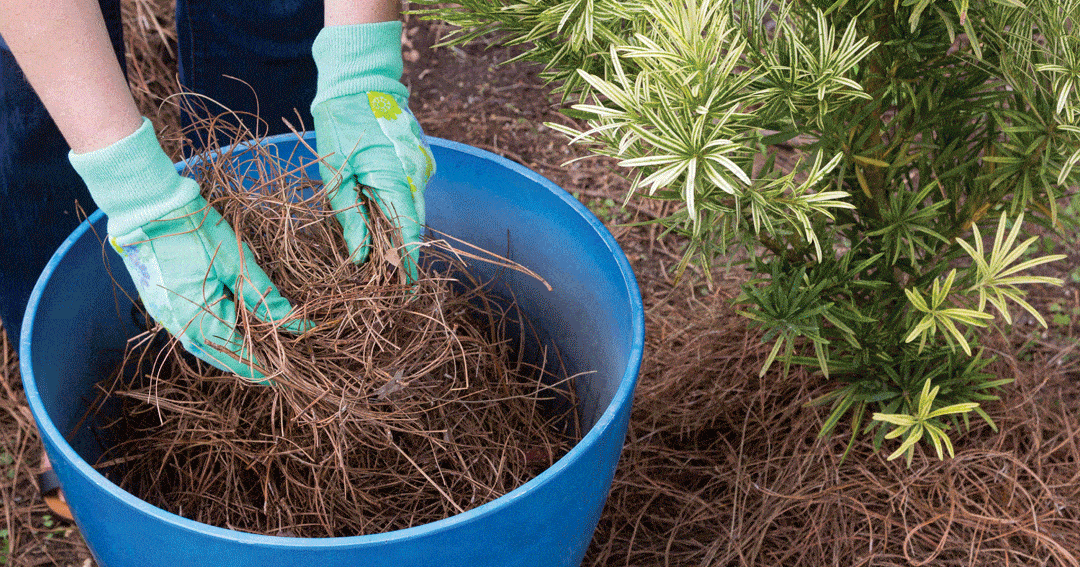 Steps to Winterize your Garden