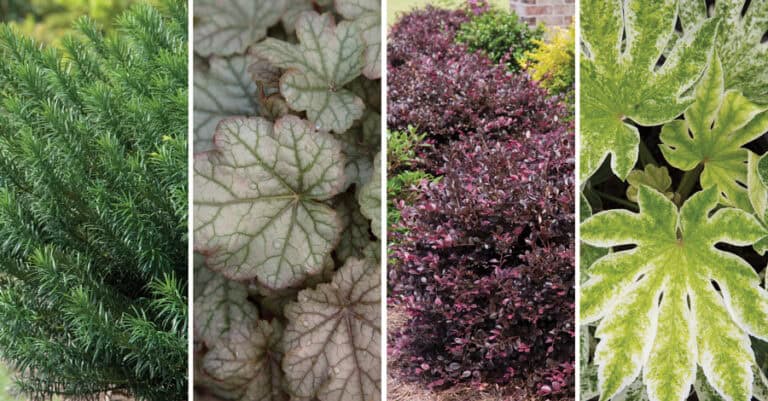 Plant Combinations: Deer-Proof Color for the Winter Landscape