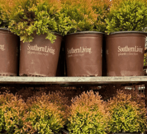 Plants in Southern Living pots