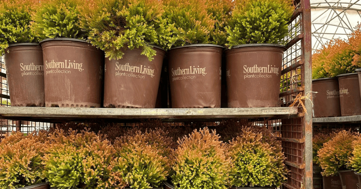 Plants in Southern Living pots