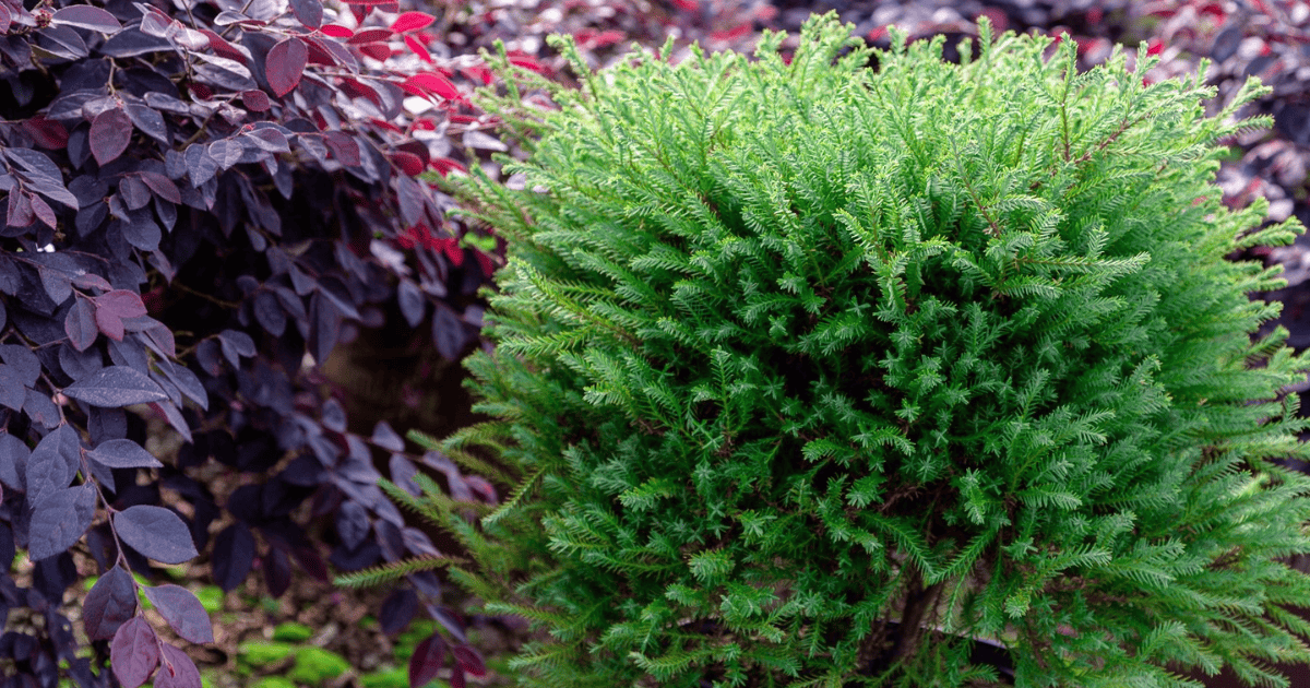Pancake™ Arborvitae in a fluffy rounded form