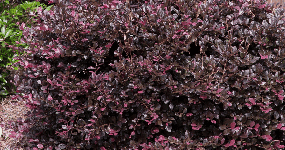 Loropetalum bush with striking purple foliage and radiant pink flowers