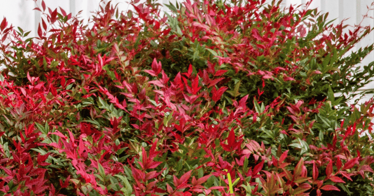 Nadina bush with brilliant red foliage