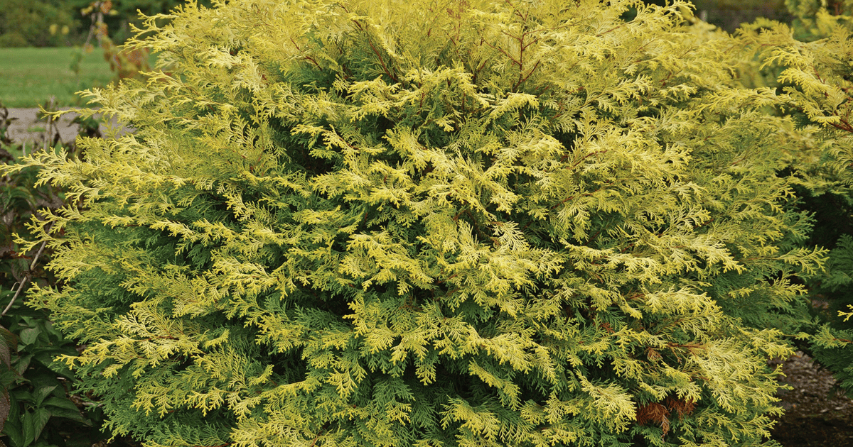 A dense bush of golden yellow arborvitae with finely textured leaves, set against a background of a green garden.