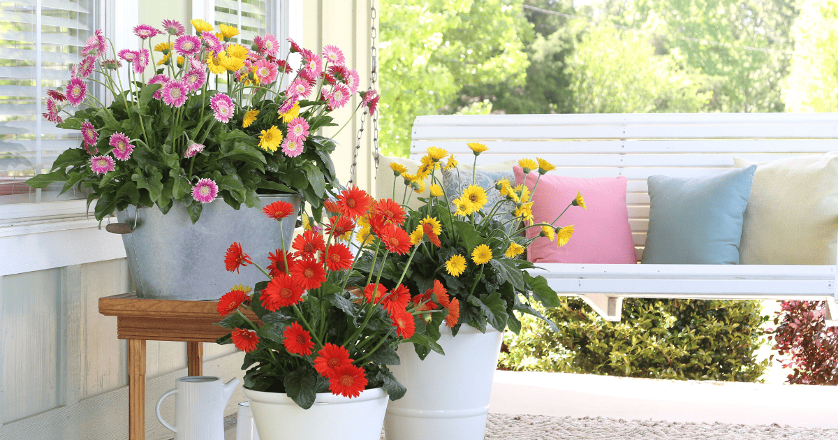 Gerbera Daisy Garden Jewels™ in pots on front porch