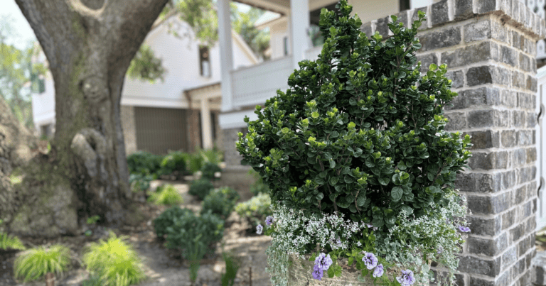 A neatly trimmed shrub in a planter with cascading flowers is placed in front of a brick column. In the background, there is a large tree and a house with a porch.