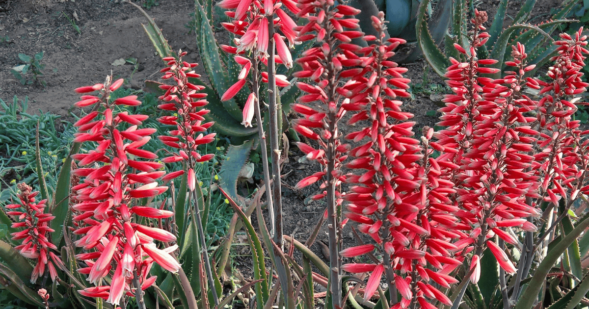 Safari Rose Aloe