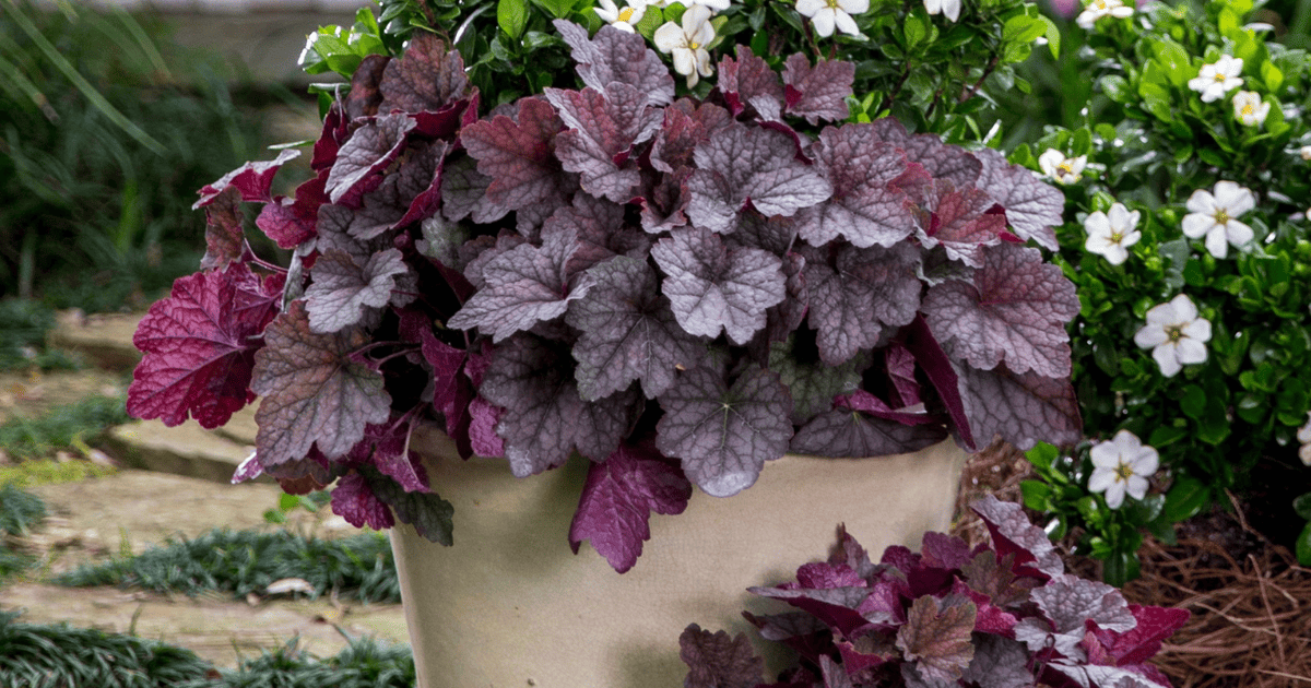 A potted plant with purple and black leaves.