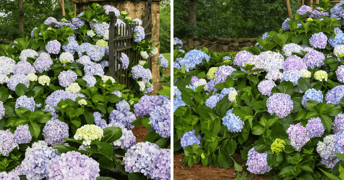 Dear Dolores® and ‘Big Daddy’ Hydrangea