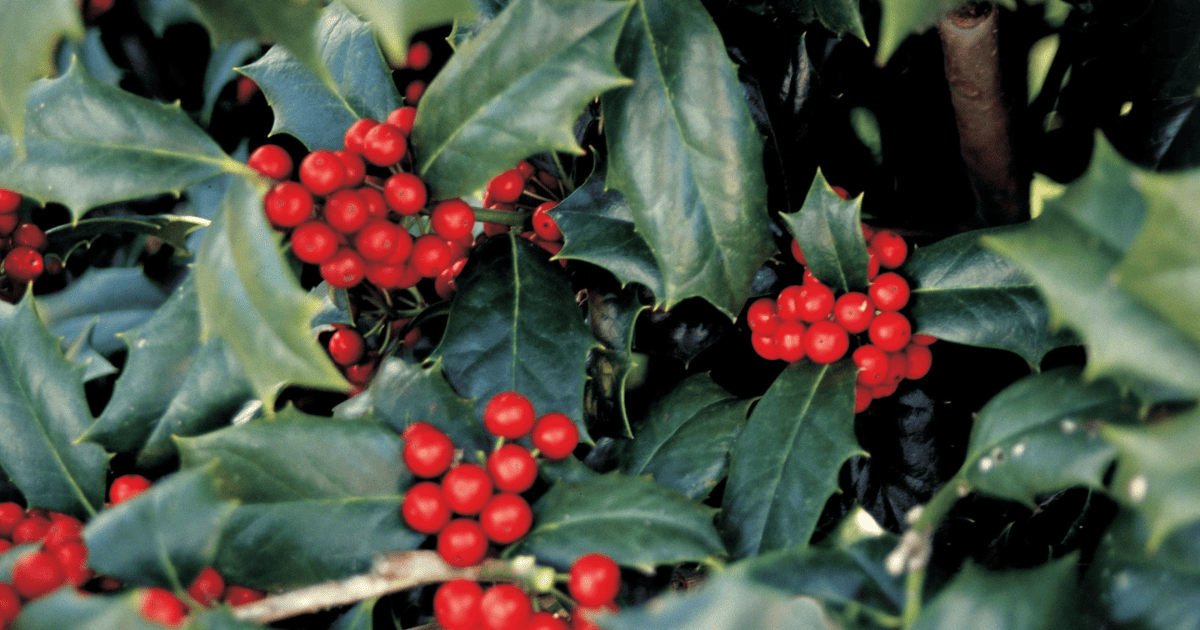 Close up of the red berries of a holly bush
