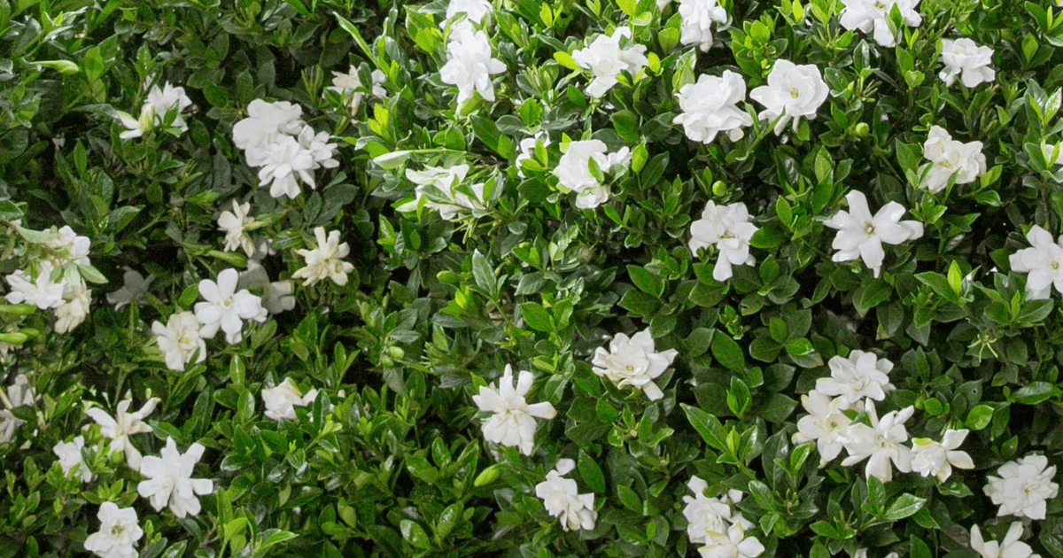 Gardenia with velvety white blooms and glossy green foliage