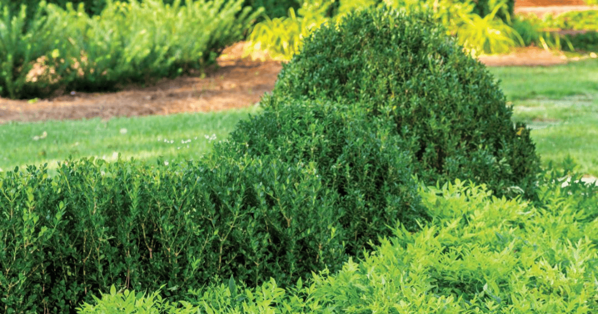 Boxwood bush, compact size and rich green foliage