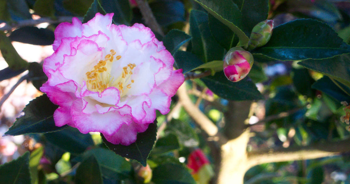 Inspiration October Magic Camellia in white with pink edged petals