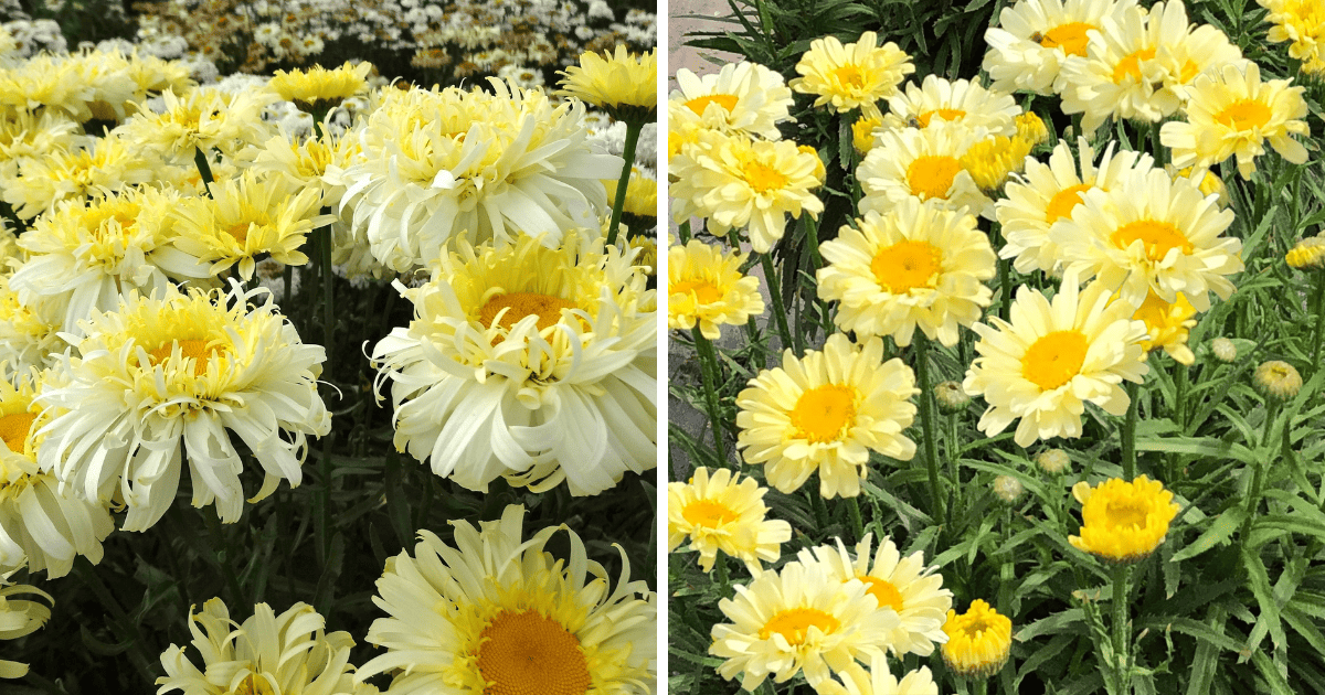 REALFLOR® ‘Real Charmer’ and Real Cream Leucanthemum