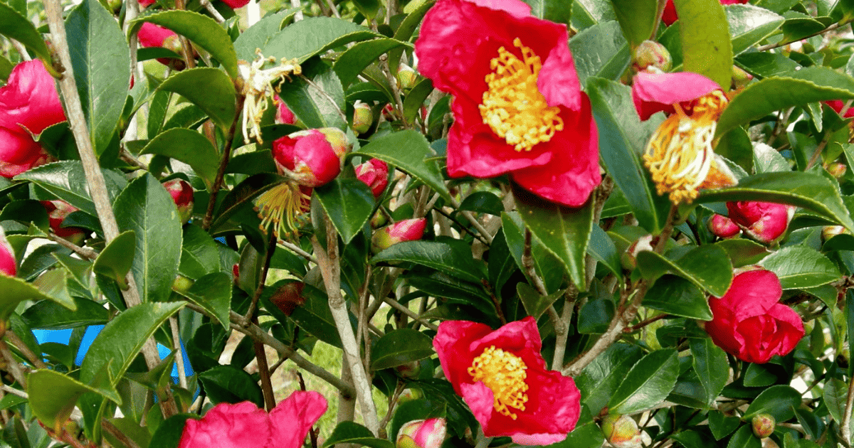Close up of a Yuletide’ Camellia sasanqua bush