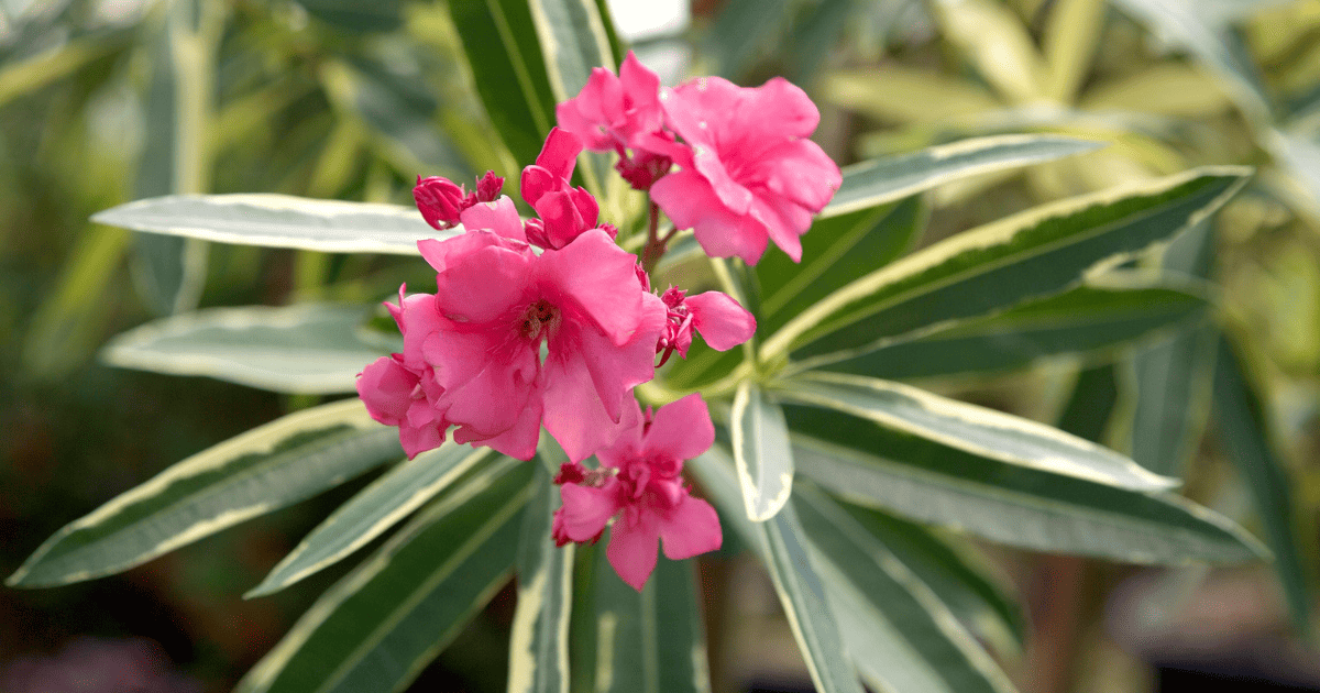 Twist of Pink™ Variegated Oleander