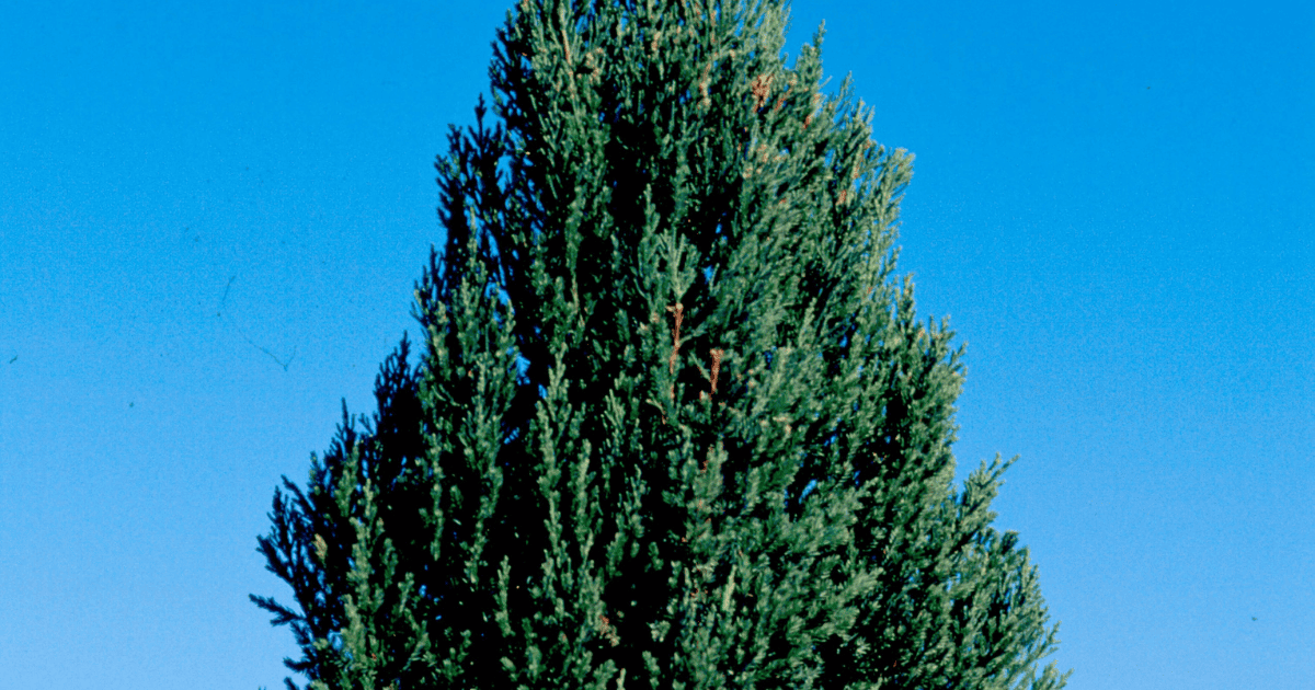A large pine tree in the middle of a field.