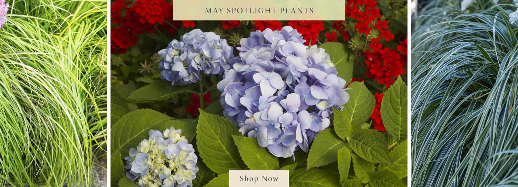 Collage of May Plant of the Month for Southern Living