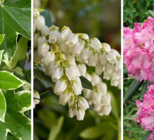 Photo collage showing Angyo Fatshedera, Mountain Snow Pieris and Brandi Rhododendron