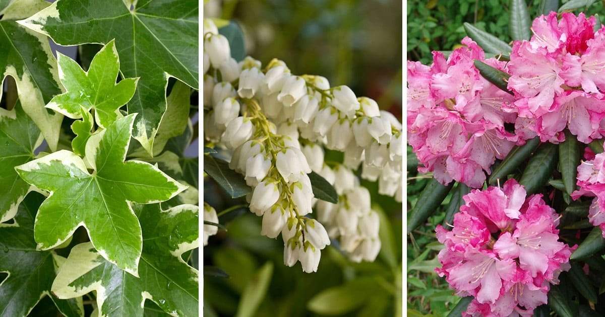Photo collage showing Angyo Fatshedera, Mountain Snow Pieris and Brandi Rhododendron
