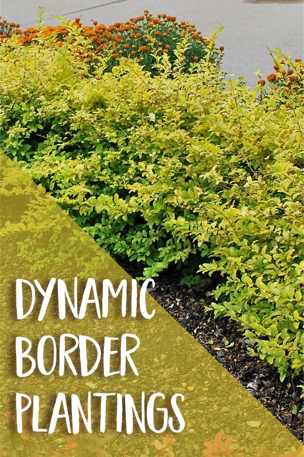 Sunshine Ligustrum is a dynamic border planting when paired with these plants
