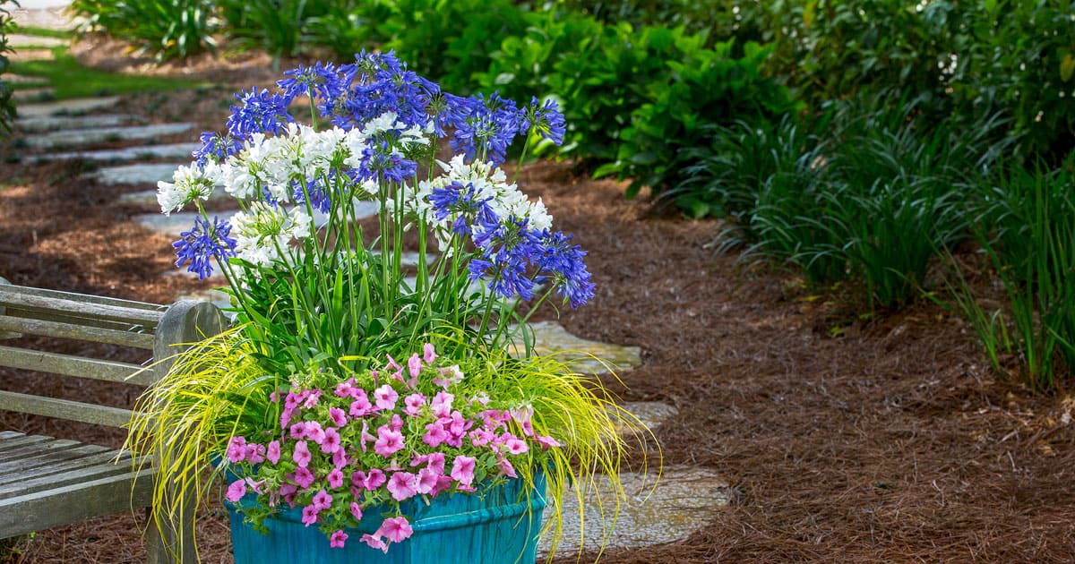 Agapanthus in blue container