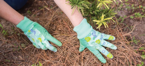 Gloved hands planting a shrub with pinestraw