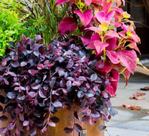 Copper container layered with Lemon-Lime Nandina, Purple Pixie Loropetalum and pink and red annuals