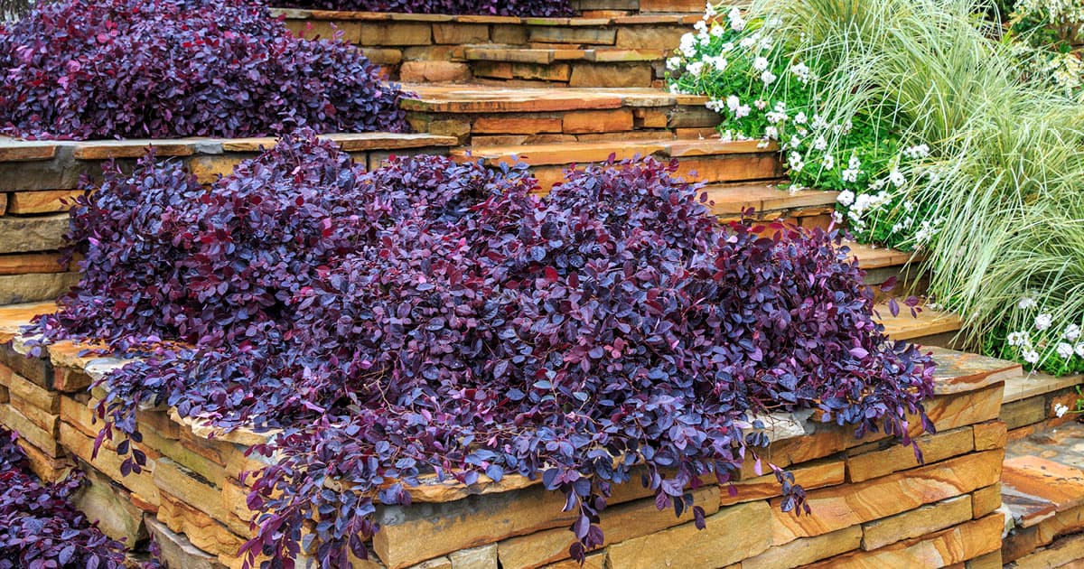 A multi-terraced landscape made of stone steps and garden beds full of Purple Pixie Loropetalum