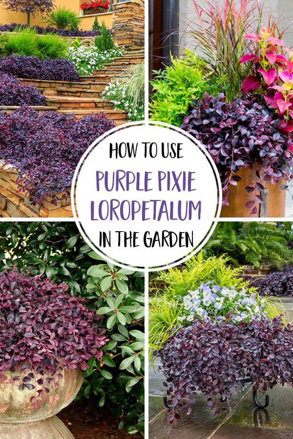 5 Ways To Use Purple Pixie Dwarf Weeping Loropetalum In The Garden 600x900
